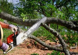 Leaf Removal in Waynesboro, GA